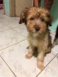 peluche.luki