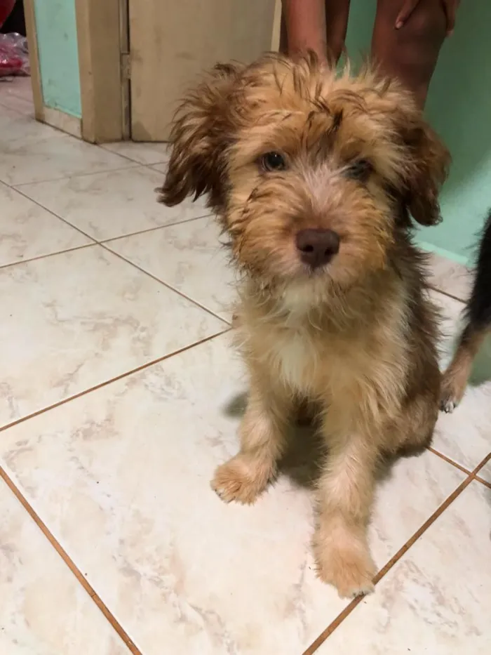 Cachorro raça SRD-ViraLata idade 2 a 6 meses nome peluche.luki