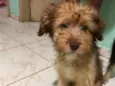 peluche.luki