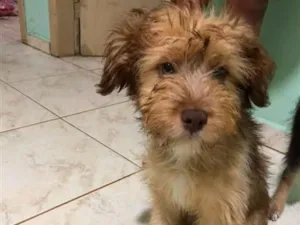 Cachorro raça SRD-ViraLata idade 2 a 6 meses nome peluche.luki