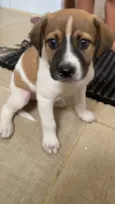 Simba 