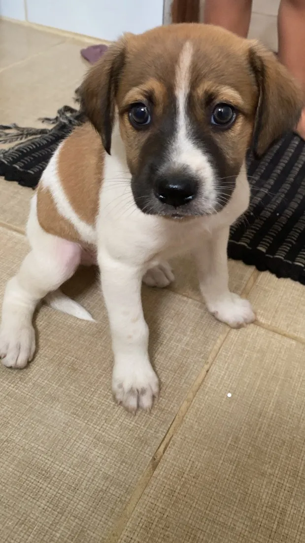 Cachorro raça SRD-ViraLata idade Abaixo de 2 meses nome Simba 