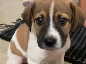 Cachorro raça SRD-ViraLata idade Abaixo de 2 meses nome Simba 