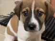 Simba