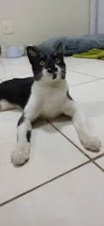 Chico