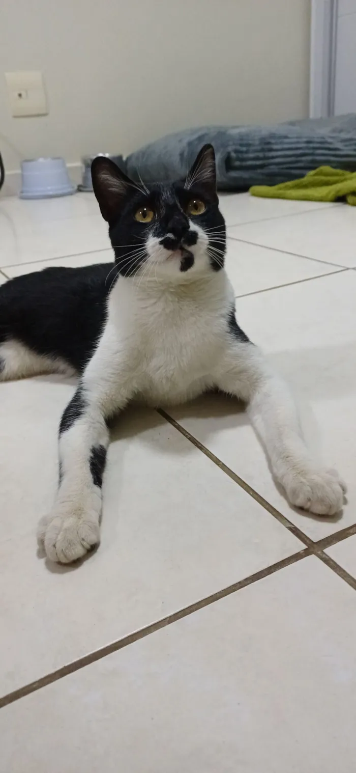 Gato raça SRD-ViraLata idade 7 a 11 meses nome Chico
