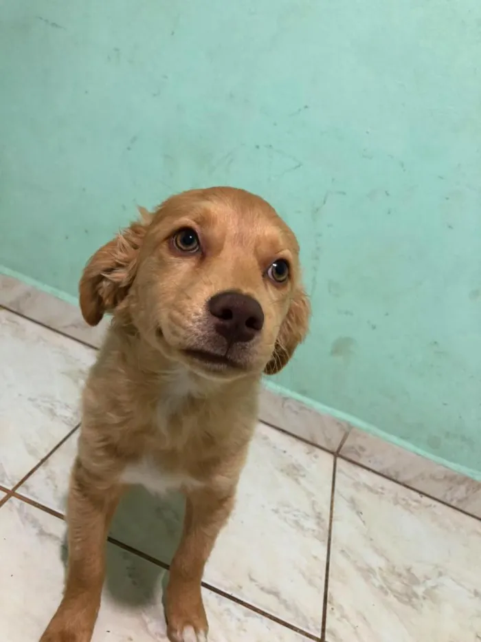 Cachorro raça SRD-ViraLata idade 2 a 6 meses nome luki