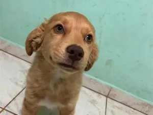 Cachorro raça SRD-ViraLata idade 2 a 6 meses nome luki