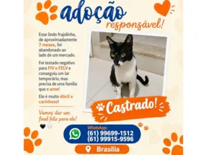 Gato raça SRD-ViraLata idade 7 a 11 meses nome Chico