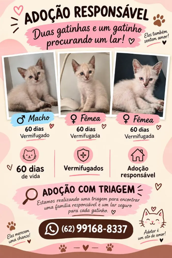 Gato raça Siamês idade 2 a 6 meses nome Filhotes 