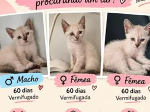 Gato raça Siamês idade 2 a 6 meses nome Filhotes 
