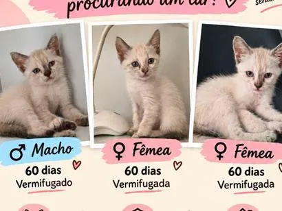 Gato raça Siamês idade 2 a 6 meses nome Filhotes 