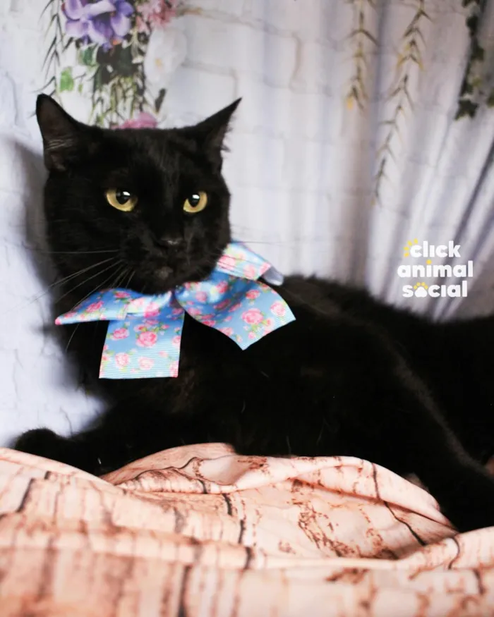 Gato raça SRD-ViraLata idade 2 anos nome Mika 