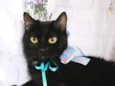Mika 