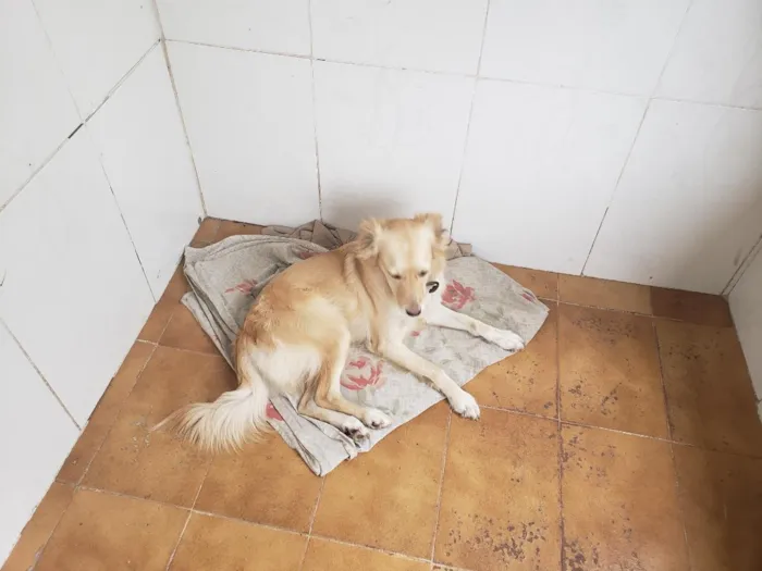 Cachorro raça SRD-ViraLata idade 2 anos nome Pandora 