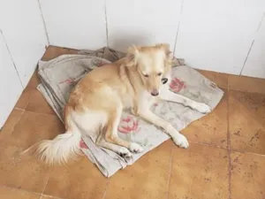 Cachorro raça SRD-ViraLata idade 2 anos nome Pandora 
