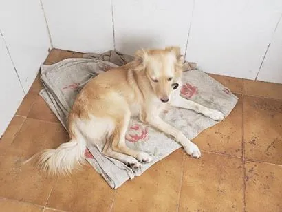 Cachorro raça SRD-ViraLata idade 2 anos nome Pandora 