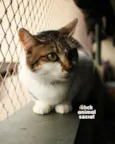 Sara
