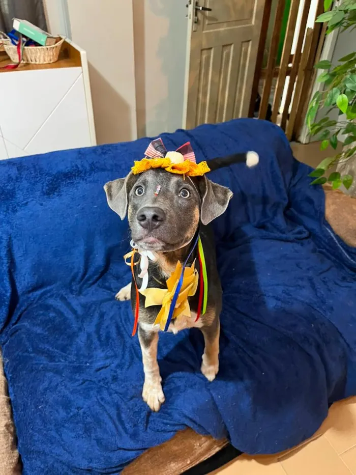 Cachorro raça SRD-ViraLata idade 7 a 11 meses nome serena