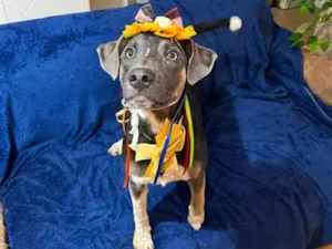 Cachorro raça SRD-ViraLata idade 7 a 11 meses nome serena