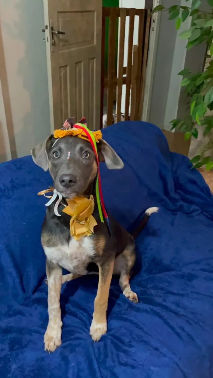Cachorro raça SRD-ViraLata idade 7 a 11 meses nome serena