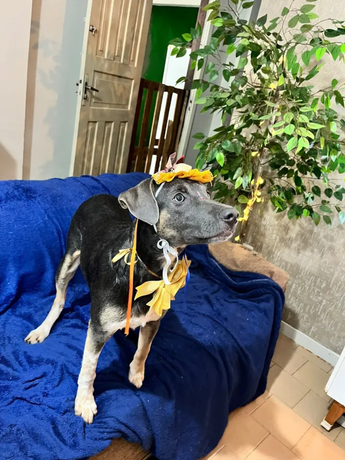 Cachorro raça SRD-ViraLata idade 7 a 11 meses nome serena