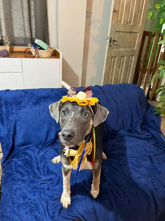 Cachorro raça SRD-ViraLata idade 7 a 11 meses nome serena