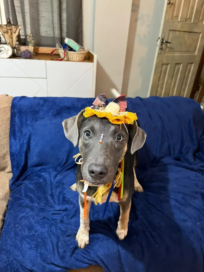 Cachorro raça SRD-ViraLata idade 7 a 11 meses nome serena