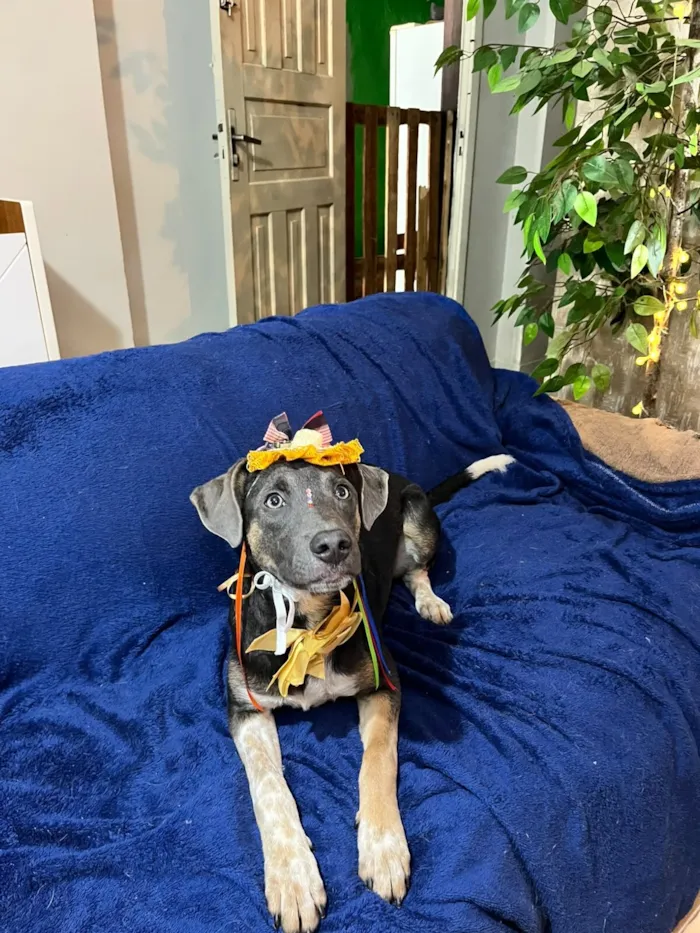 Cachorro raça SRD-ViraLata idade 7 a 11 meses nome serena