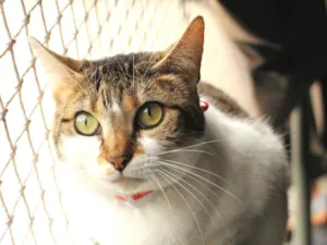 Gato raça SRD-ViraLata idade 3 anos nome Sara