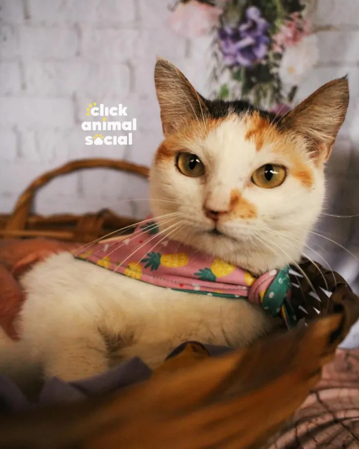 Gato raça SRD-ViraLata idade 2 anos nome Elisa