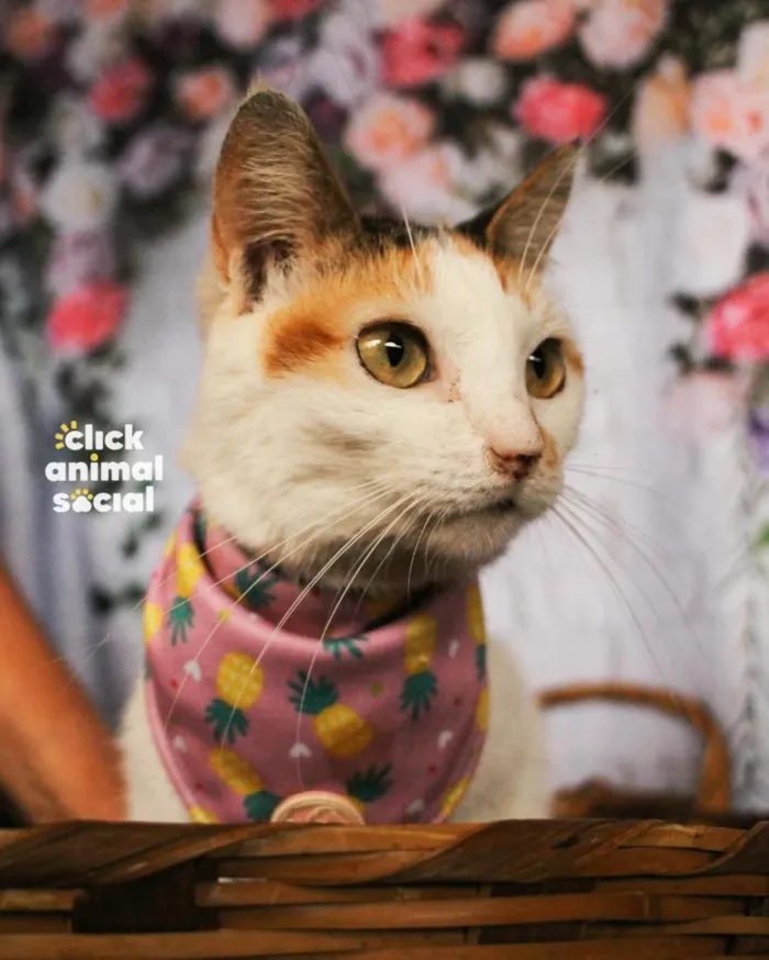 Gato raça SRD-ViraLata idade 2 anos nome Elisa