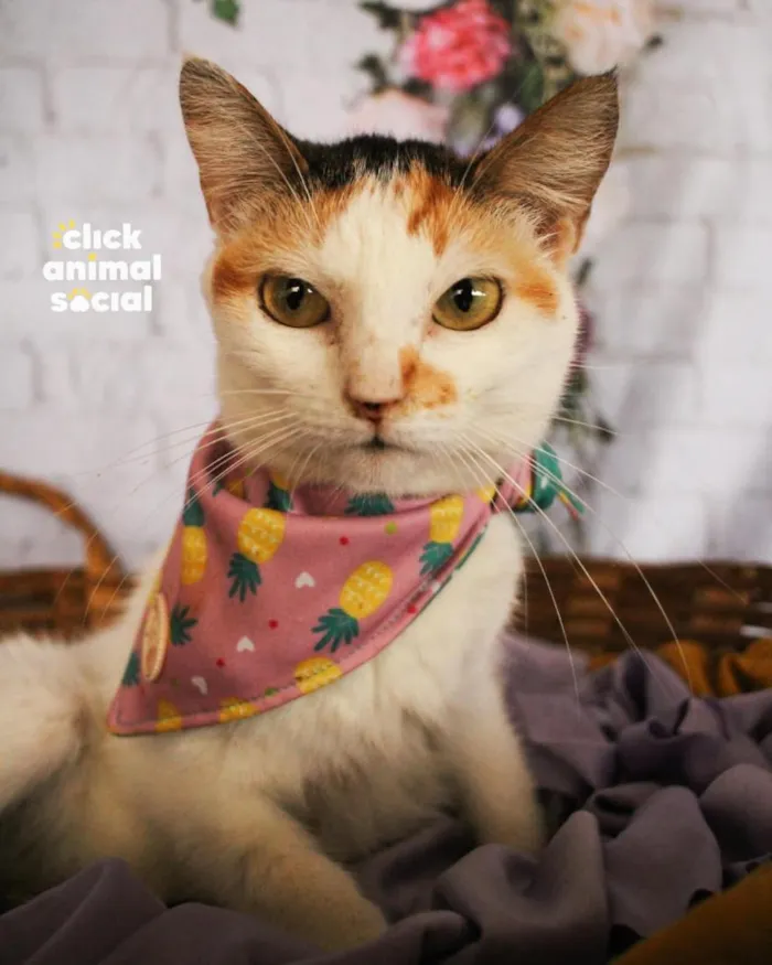 Gato raça SRD-ViraLata idade 2 anos nome Elisa