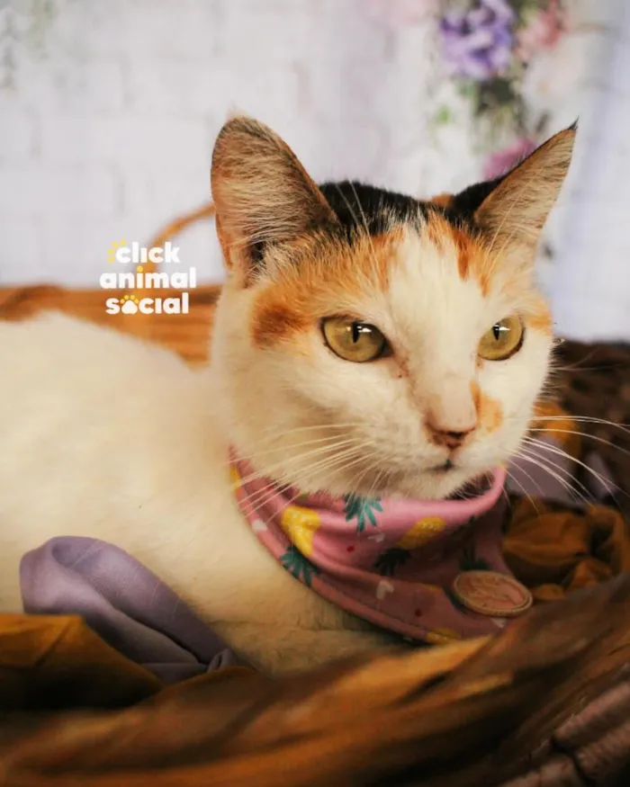 Gato raça SRD-ViraLata idade 2 anos nome Elisa