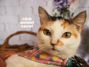 Gato raça SRD-ViraLata idade 2 anos nome Elisa