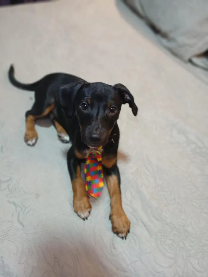 Cachorro raça SRD-ViraLata idade 2 a 6 meses nome pudim
