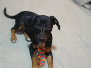 Cachorro raça SRD-ViraLata idade 2 a 6 meses nome pudim