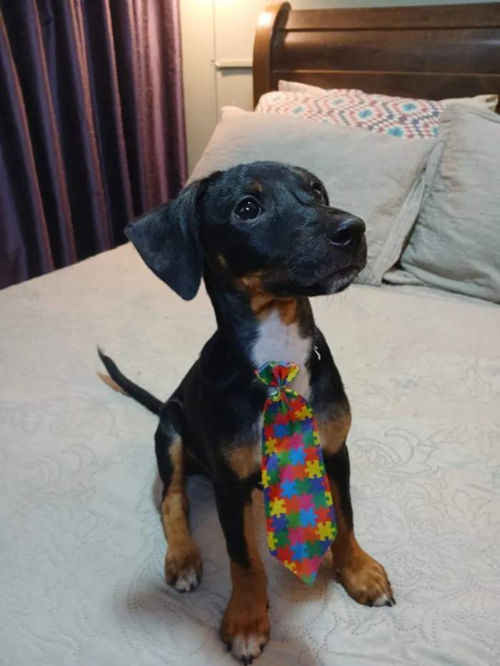 Cachorro raça SRD-ViraLata idade 2 a 6 meses nome pudim