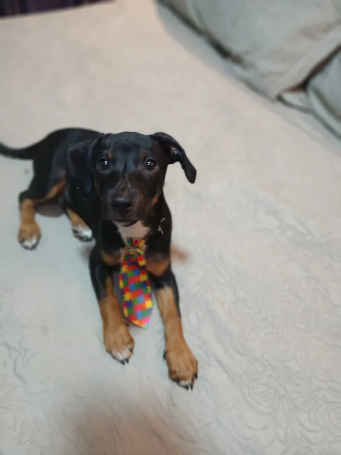 Cachorro raça SRD-ViraLata idade 2 a 6 meses nome pudim