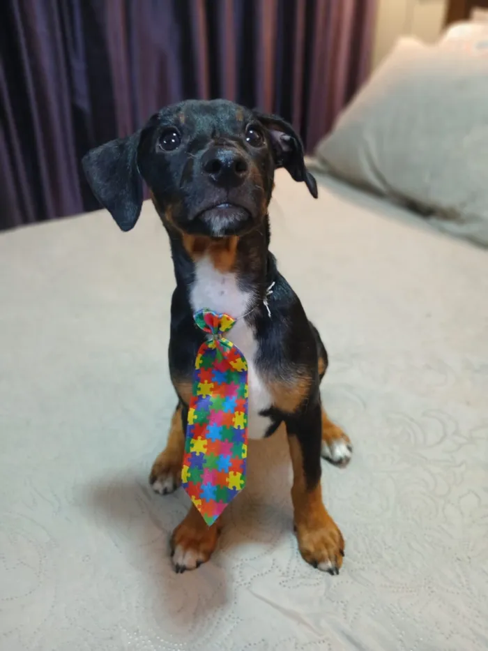 Cachorro raça SRD-ViraLata idade 2 a 6 meses nome pudim