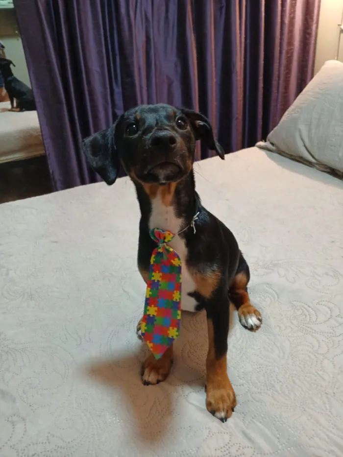 Cachorro raça SRD-ViraLata idade 2 a 6 meses nome pudim