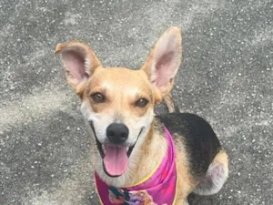 Cachorro raça SRD-ViraLata idade 2 anos nome Fiona