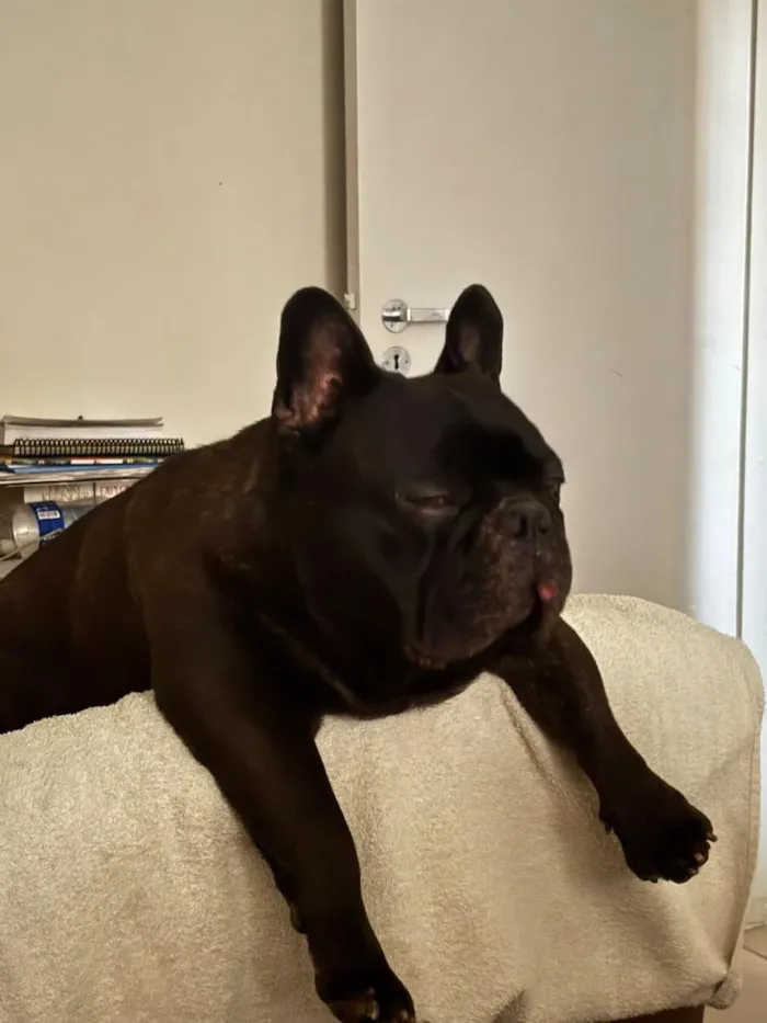 Cachorro raça Bulldog idade 4 anos nome Alfredo