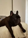 Alfredo