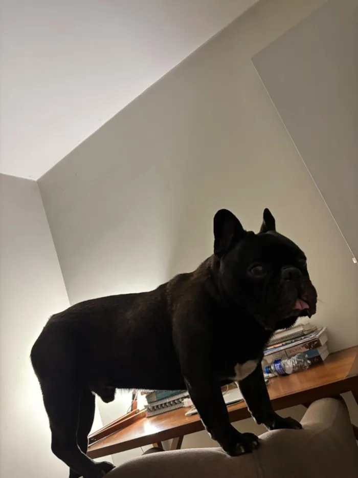 Cachorro raça Bulldog idade 4 anos nome Alfredo
