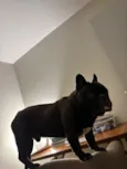 Alfredo