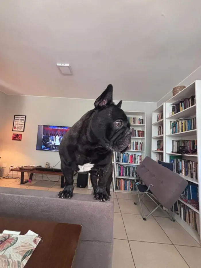 Cachorro raça Bulldog idade 4 anos nome Alfredo