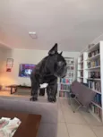 Alfredo