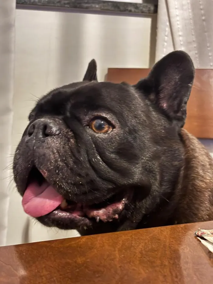 Cachorro raça Bulldog idade 4 anos nome Alfredo