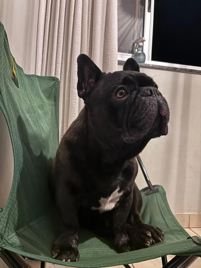 Cachorro raça Bulldog idade 4 anos nome Alfredo